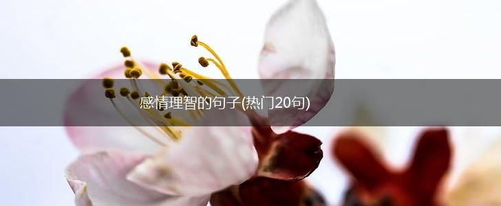 感情理智的句子(热门20句),第1张