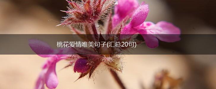 桃花爱情唯美句子(汇总20句),第1张