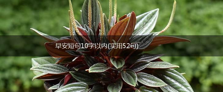 早安短句10字以内(实用52句),第1张