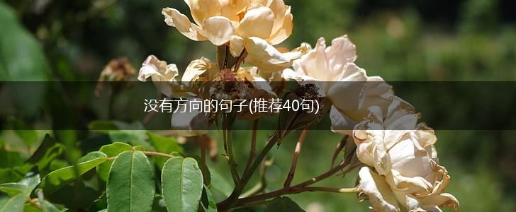没有方向的句子(推荐40句),第1张