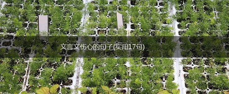 文言文伤心的句子(实用17句),第1张