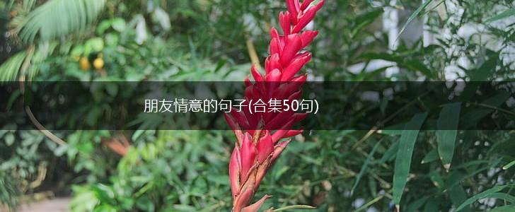 朋友情意的句子(合集50句),第1张