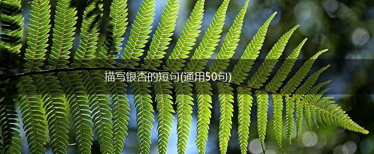 描写银杏的短句(通用50句),第1张 描写银杏的短句(通用50句),第1张