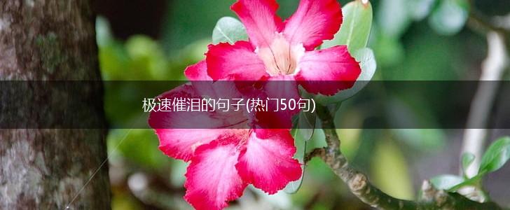 极速催泪的句子(热门50句),第1张