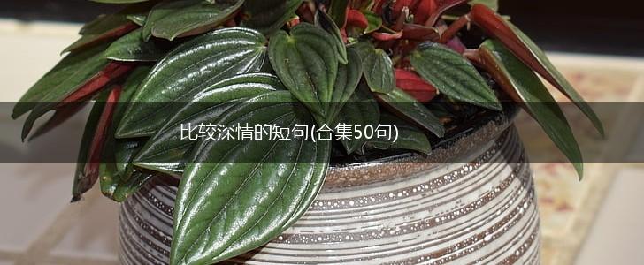 比较深情的短句(合集50句),第1张