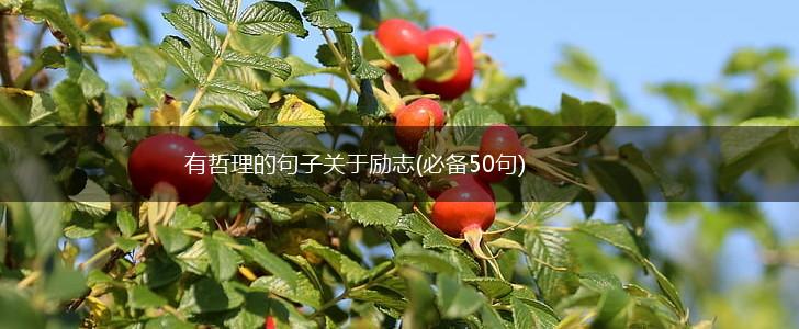 有哲理的句子关于励志(必备50句),第1张
