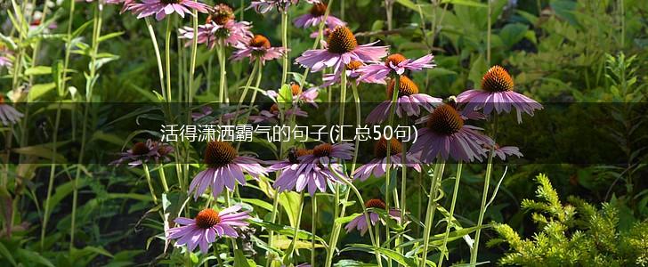 活得潇洒霸气的句子(汇总50句),第1张