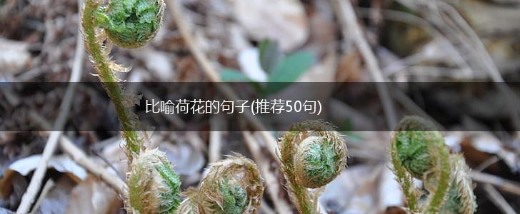 比喻荷花的句子(推荐50句),第1张
