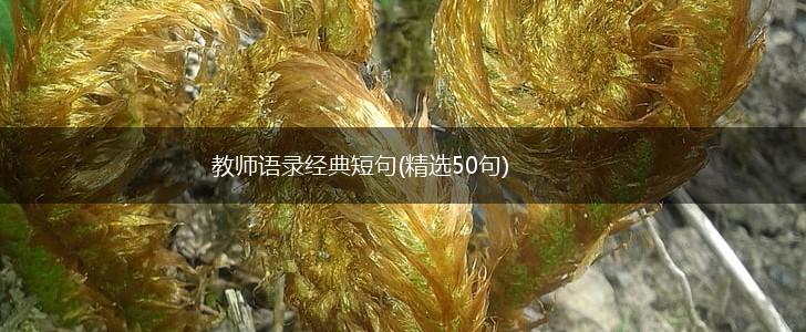 教师语录经典短句(精选50句),第1张