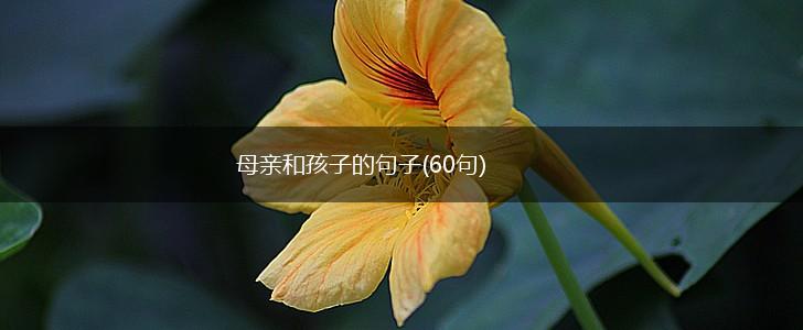 母亲和孩子的句子(60句),第1张