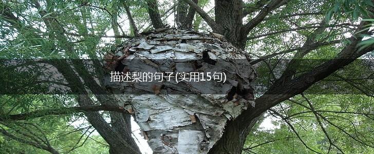 描述梨的句子(实用15句),第1张