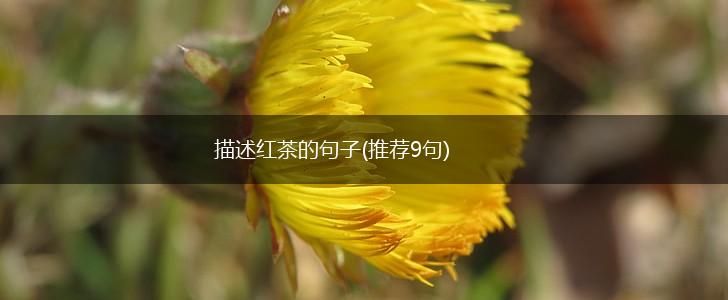 描述红茶的句子(推荐9句),第1张