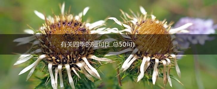 有关四季的短句(汇总50句),第1张