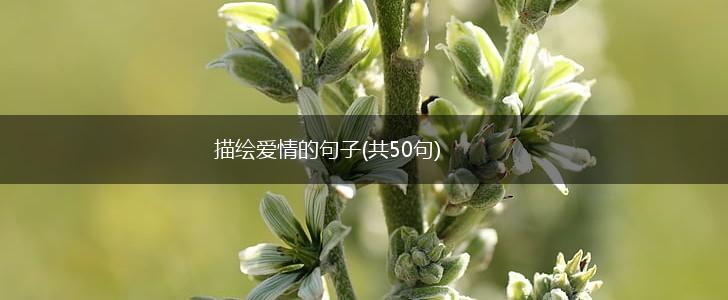 描绘爱情的句子(共50句),第1张