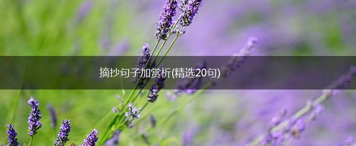 摘抄句子加赏析(精选20句),第1张