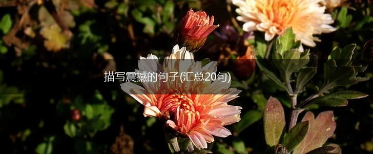 描写震撼的句子(汇总20句),第1张