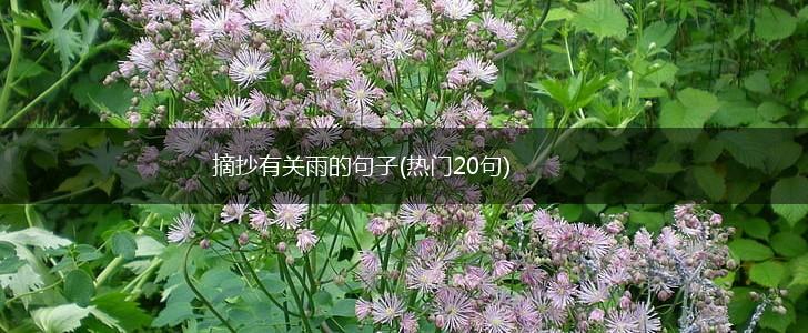 摘抄有关雨的句子(热门20句),第1张