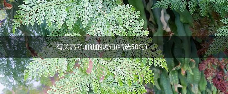 有关高考加油的短句(精选50句),第1张