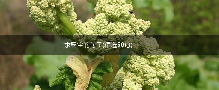 求墨宝的句子(精选50句),第1张