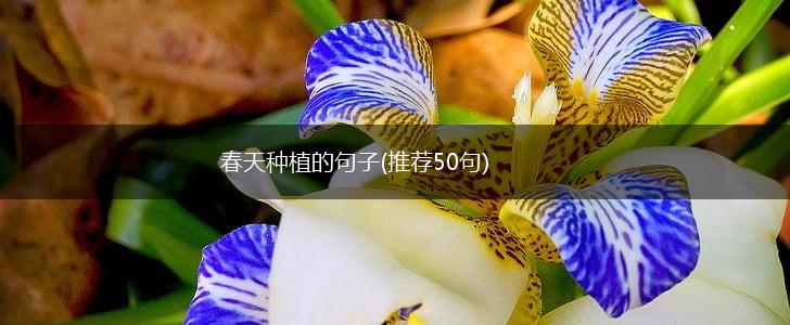 春天种植的句子(推荐50句),第1张