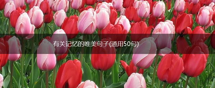 有关记忆的唯美句子(通用50句),第1张