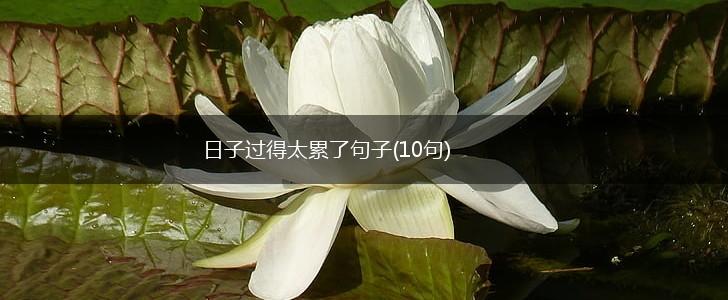 日子过得太累了句子(10句),第1张