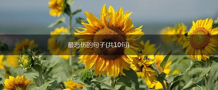 最悲伤的句子(共10句),第1张