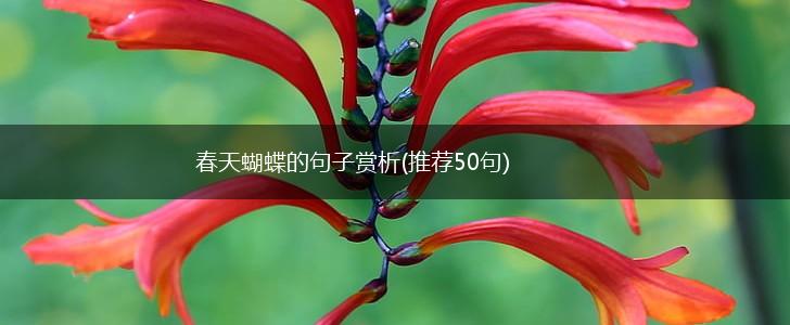 春天蝴蝶的句子赏析(推荐50句),第1张