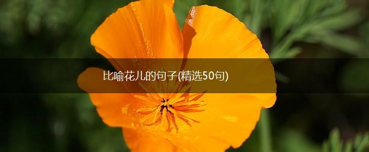 比喻花儿的句子(精选50句),第1张