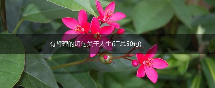 有哲理的短句关于人生(汇总50句),第1张