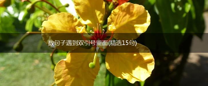数句子遇到双引号里面(精选15句),第1张
