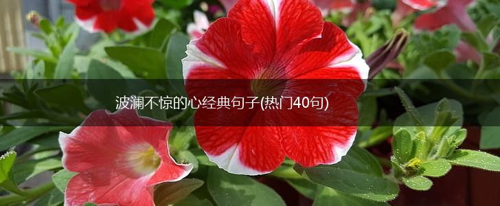 波澜不惊的心经典句子(热门40句),第1张