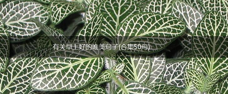 有关早上好的唯美句子(合集50句),第1张