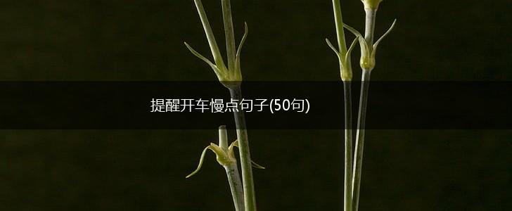提醒开车慢点句子(50句),第1张