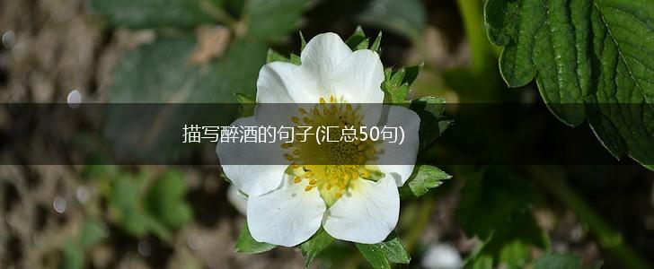 描写醉酒的句子(汇总50句),第1张