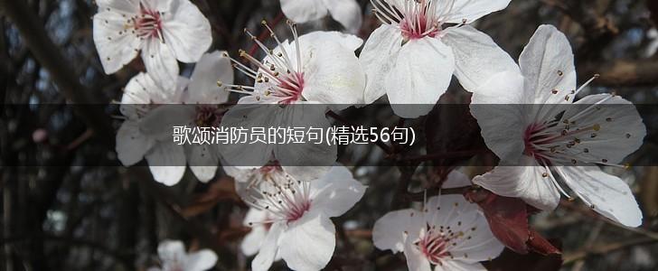 歌颂消防员的短句(精选56句),第1张