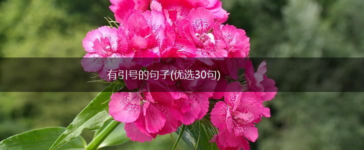 有引号的句子(优选30句),第1张