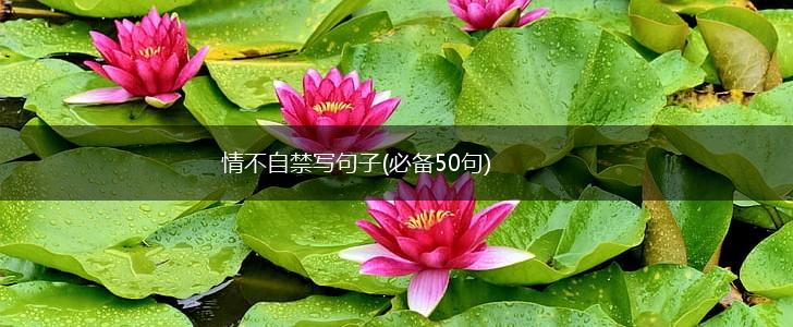 情不自禁写句子(必备50句),第1张