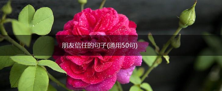 朋友信任的句子(通用50句),第1张