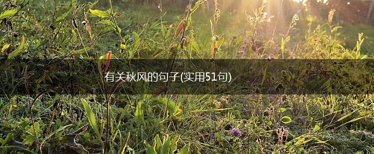 有关秋风的句子(实用51句),第1张