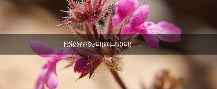 比较好的短句(通用50句),第1张
