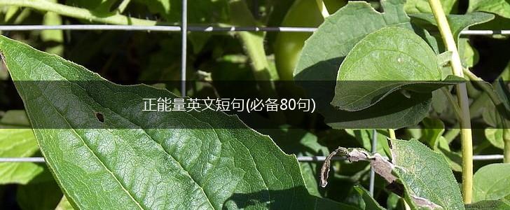 正能量英文短句(必备80句),第1张