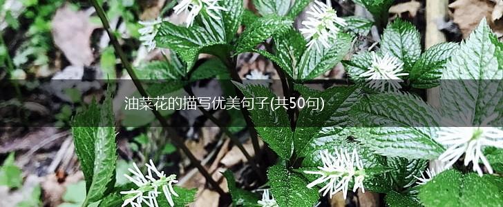 油菜花的描写优美句子(共50句),第1张