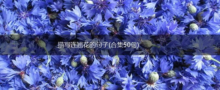 描写连翘花的句子(合集50句),第1张