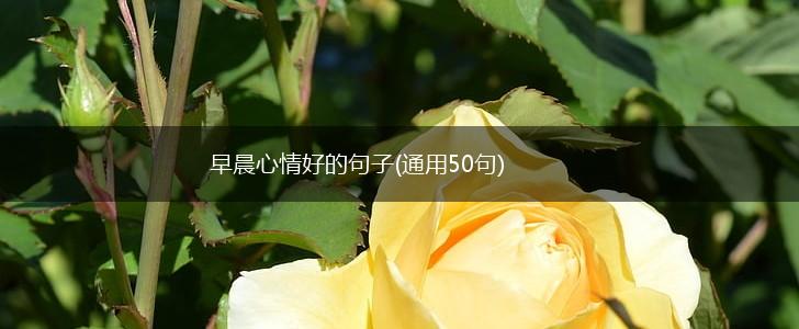 早晨心情好的句子(通用50句),第1张