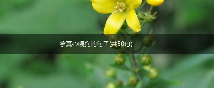 拿真心喂狗的句子(共50句),第1张