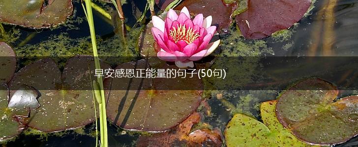 早安感恩正能量的句子(50句),第1张