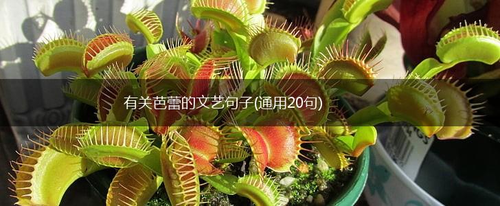 有关芭蕾的文艺句子(通用20句),第1张