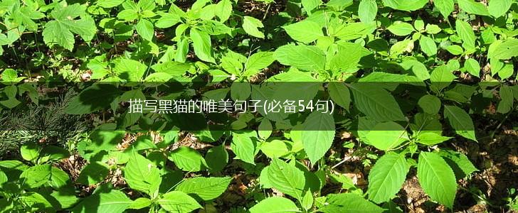 描写黑猫的唯美句子(必备54句),第1张