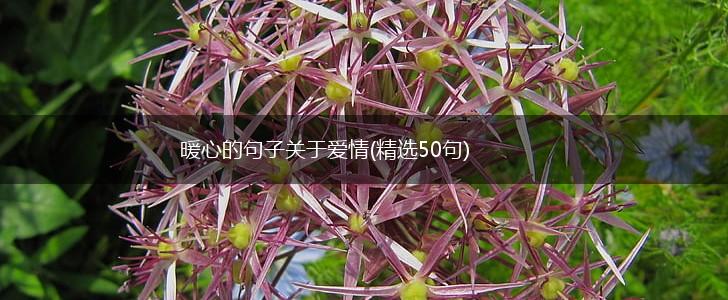 暖心的句子关于爱情(精选50句),第1张